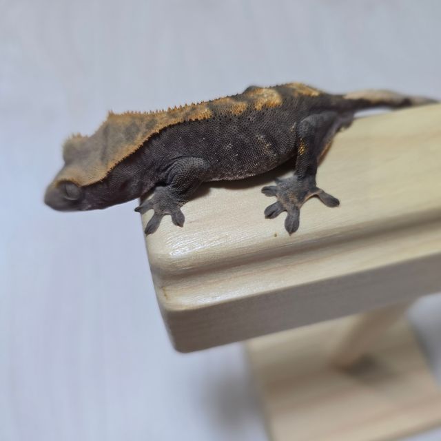 100%헷아잔틱 챠콜 알티