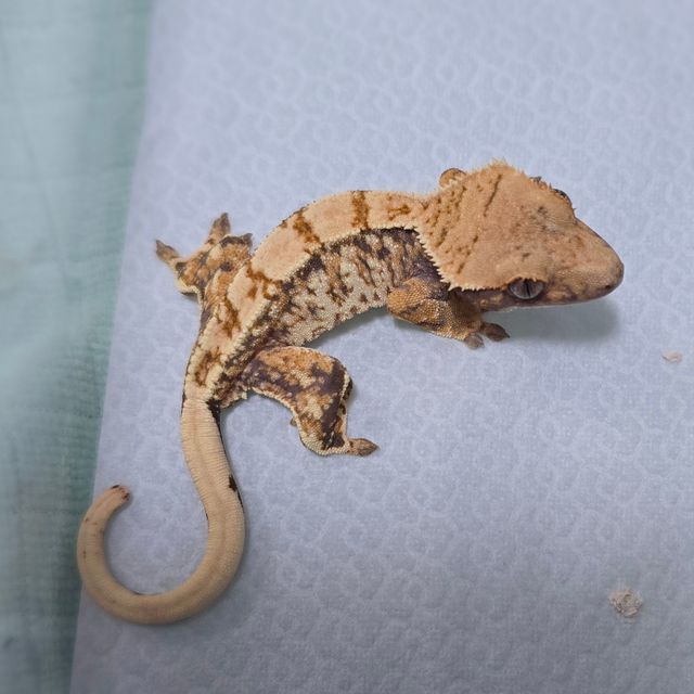 노멀 트라이 드리피 화이트스팟 텐저린