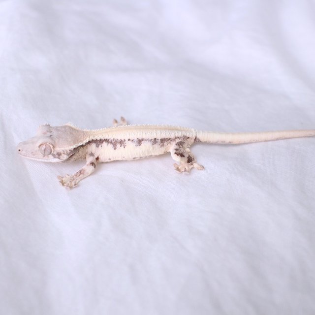 릴리 세이블 솔리드백