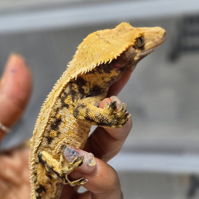 노멀 트라이 드리피 화이트스팟