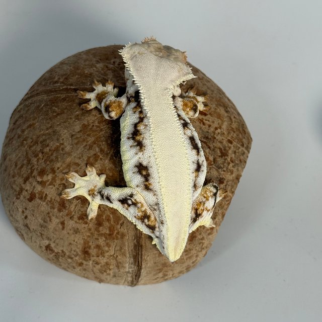 릴리화이트 트라이 솔리드백 풀핀