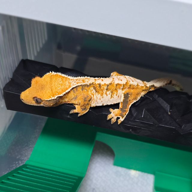 노멀 트라이 텐저린