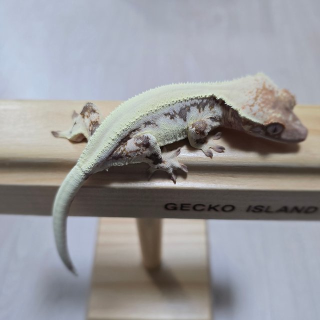 릴리 세이블 솔리드백