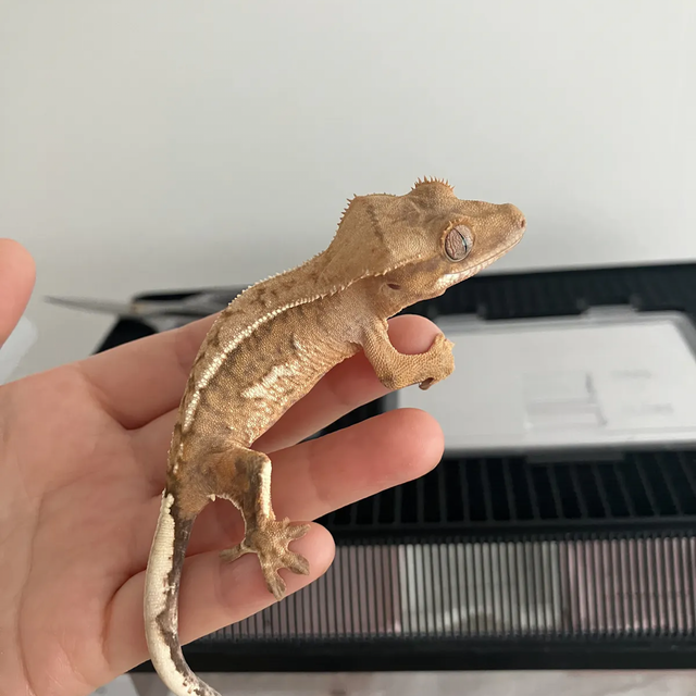 크림 크림시클 옐로우