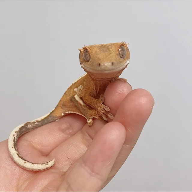 크림 크림시클 옐로우