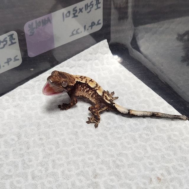 세이블