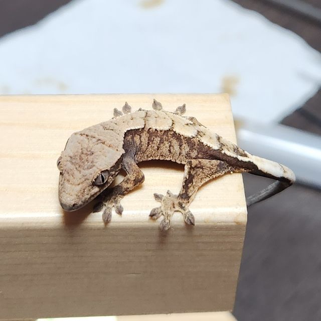 세이블