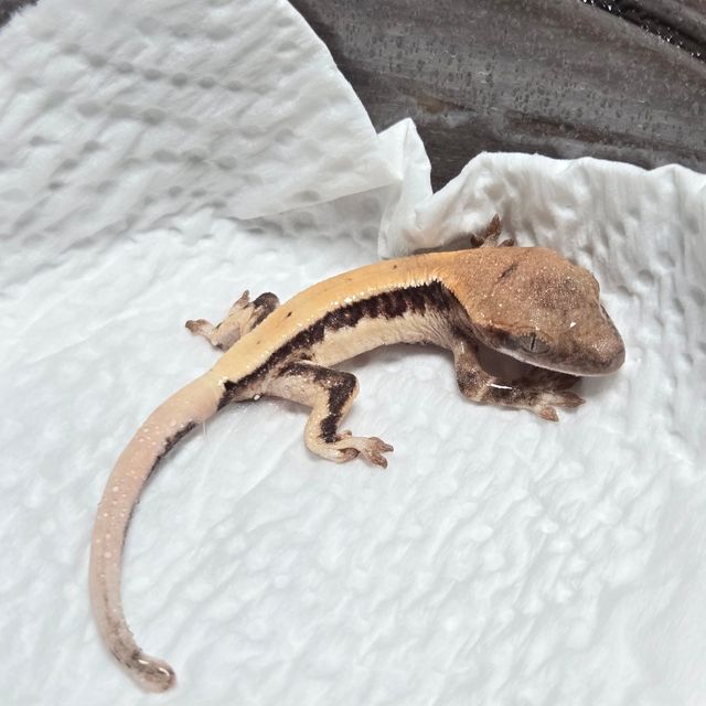 릴리 세이블 100%헷아잔틱