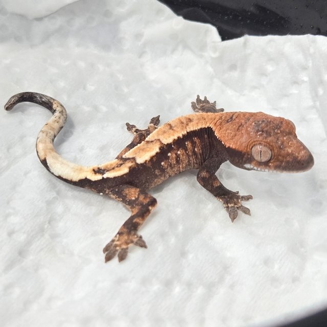 세이블 100%헷아잔틱