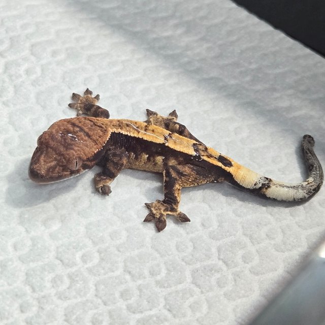 세이블 100%헷아잔틱