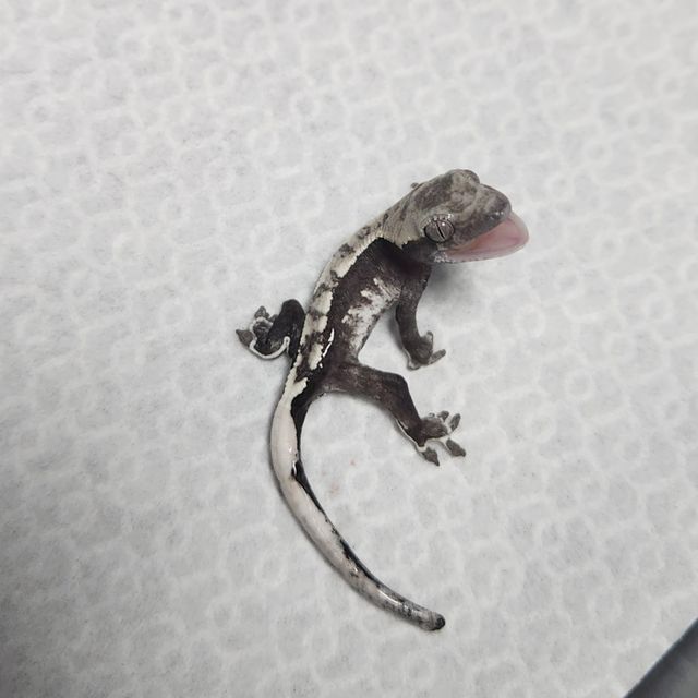 아잔틱