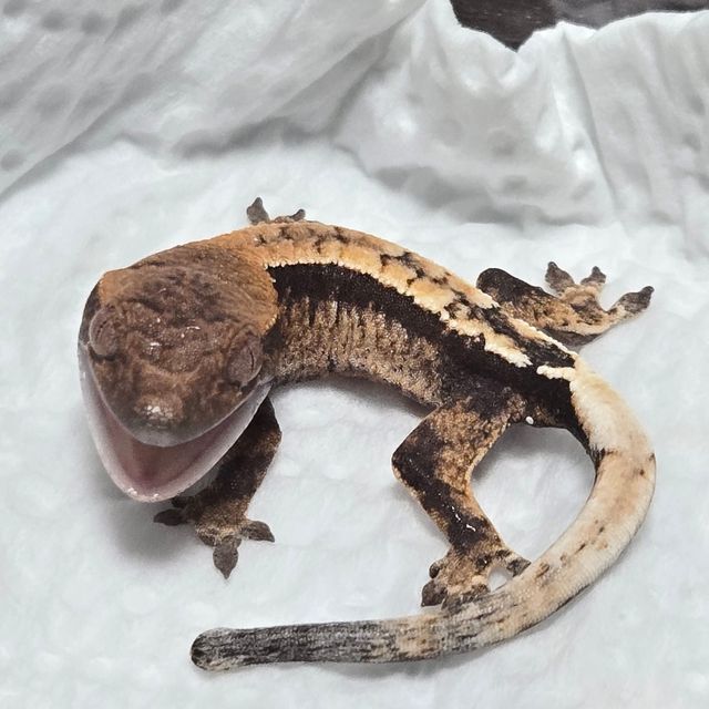 100%헷아잔틱 세이블