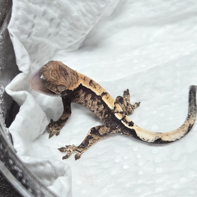 100%헷아잔틱 세이블