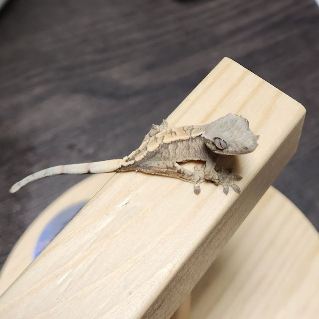 세이블