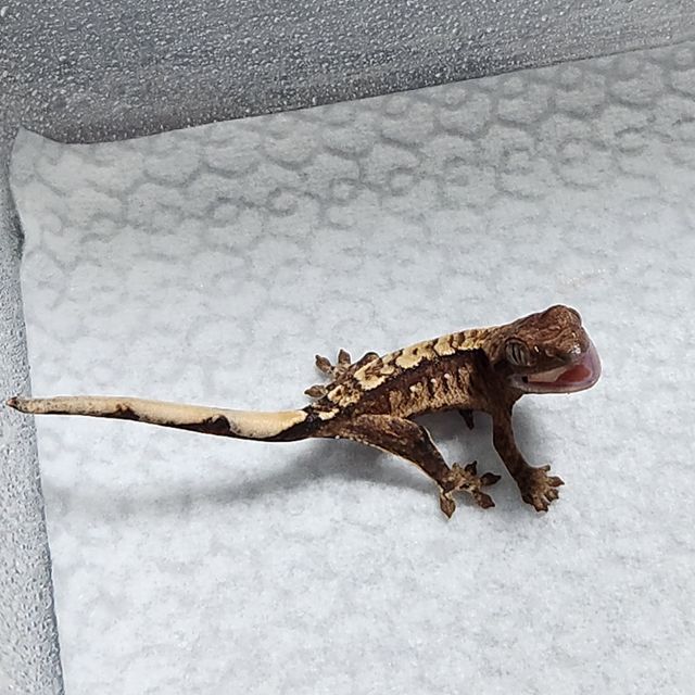 트라이