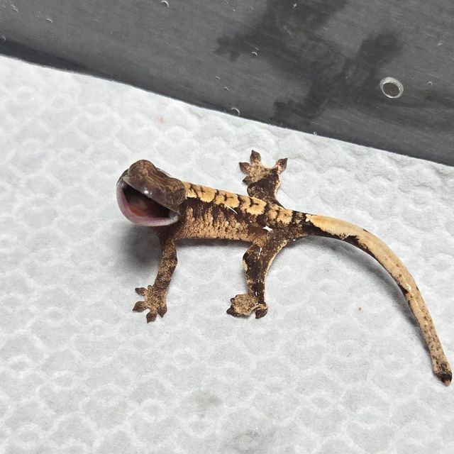 트라이