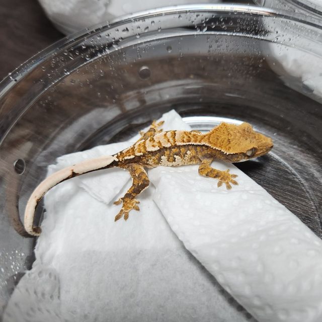 트라이