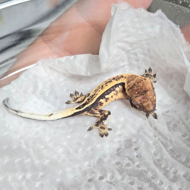 세이블