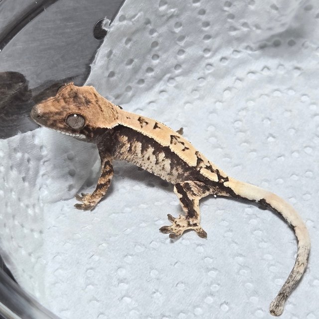 100%헷아잔틱 세이블