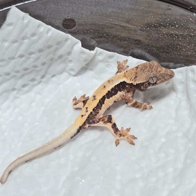 릴리 세이블 100%헷아잔틱