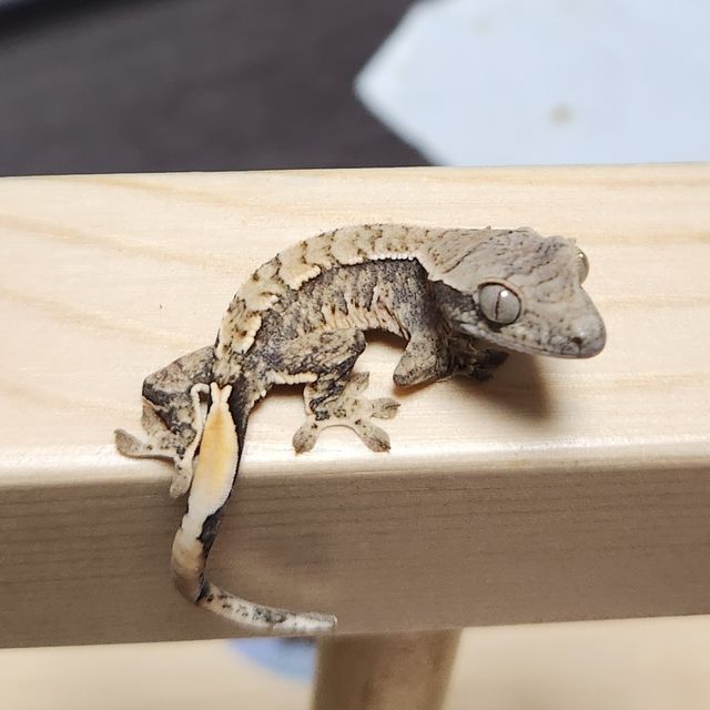 트라이
