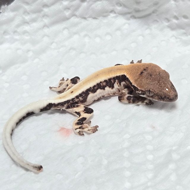 릴리 세이블 100%헷아잔틱