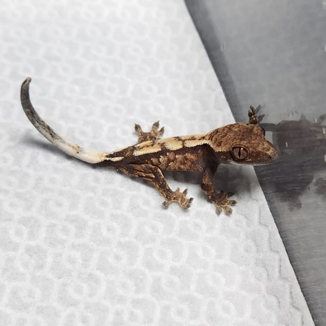 세이블