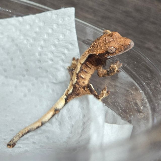 세이블