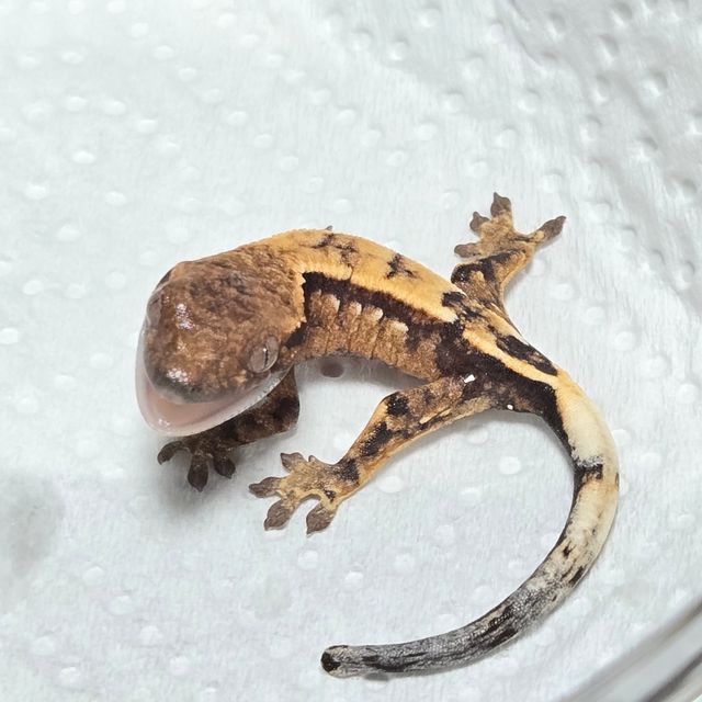 세이블
