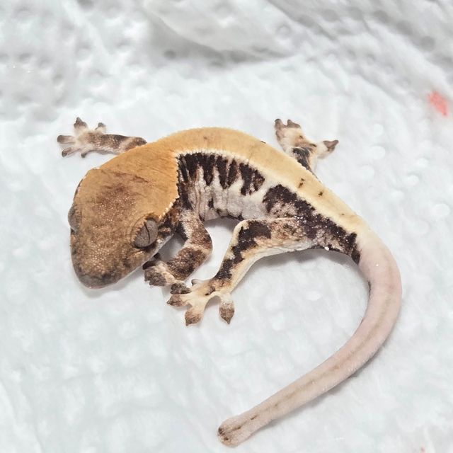 릴리 세이블 100%헷아잔틱