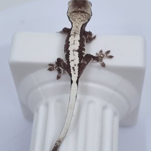 세이블 릴잔틱 릴리 세이블 아잔틱