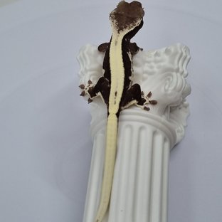 릴잔틱 솔리드백 익스트림할리퀸