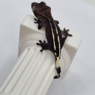 아잔틱 화이트핀