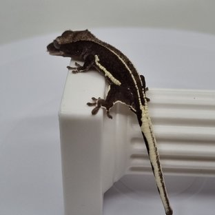 릴잔틱 슈퍼스트라이프