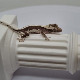 릴잔틱 솔리드백