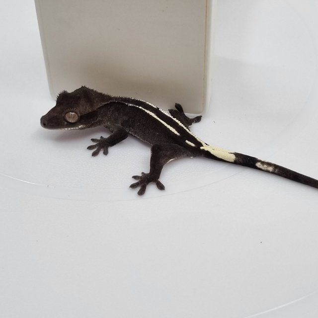 아잔틱 화이트핀