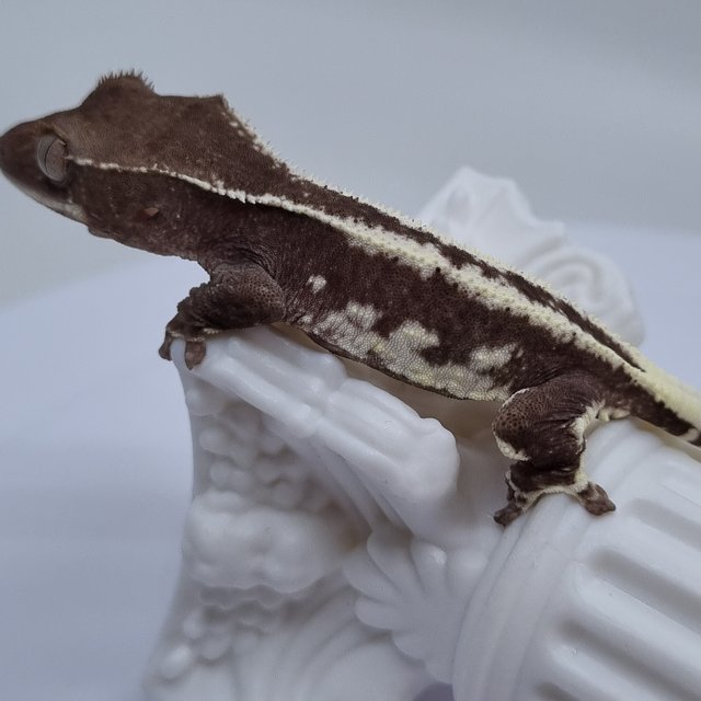 릴잔틱 드리피 화이트핀 화이트포트홀