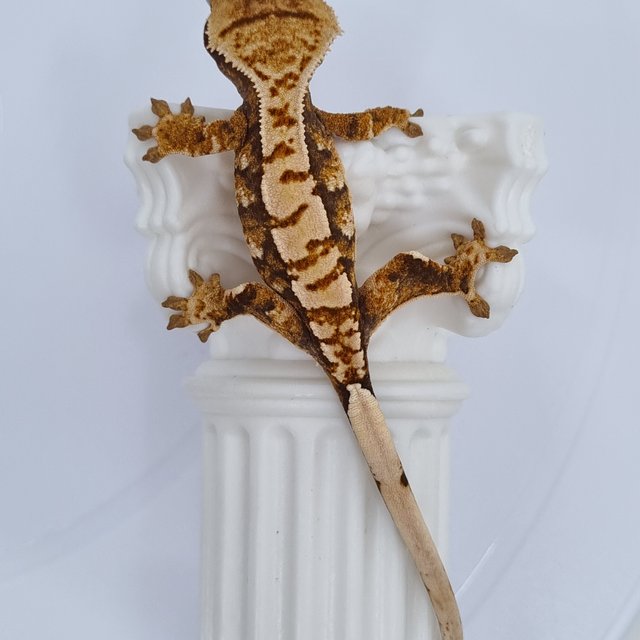 트라이 익스트림할리퀸 화이트핀 타이거 텐저린 노멀