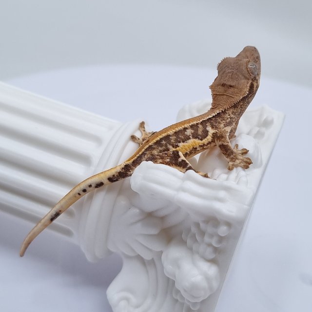 100%헷초초 릴리화이트