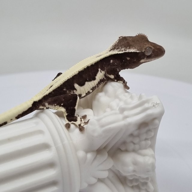 릴잔틱 솔리드백 익스트림할리퀸