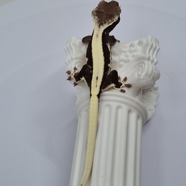 릴잔틱 솔리드백 익스트림할리퀸