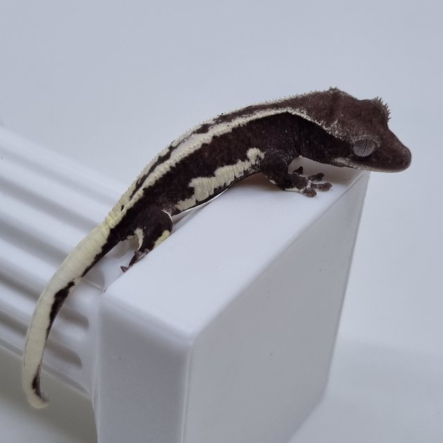 릴잔틱 화이트핀