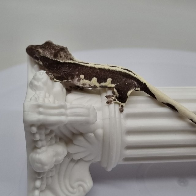 릴잔틱 슈퍼스트라이프 풀핀