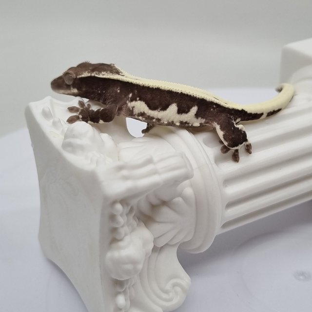 릴잔틱 솔리드백 익스트림할리퀸