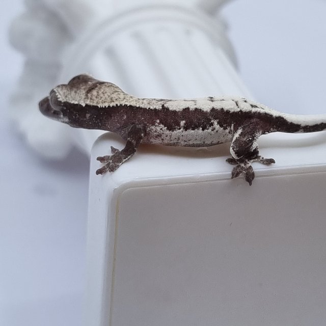 세이블 릴잔틱 릴리 세이블 아잔틱