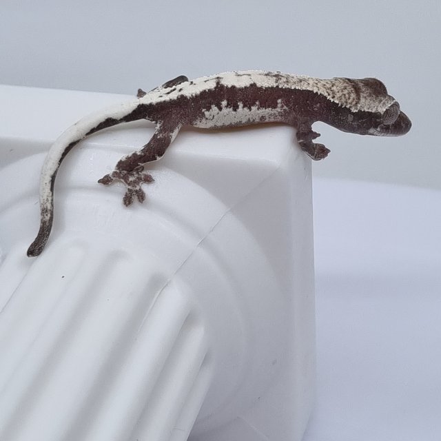 세이블 릴잔틱 릴리 세이블 아잔틱