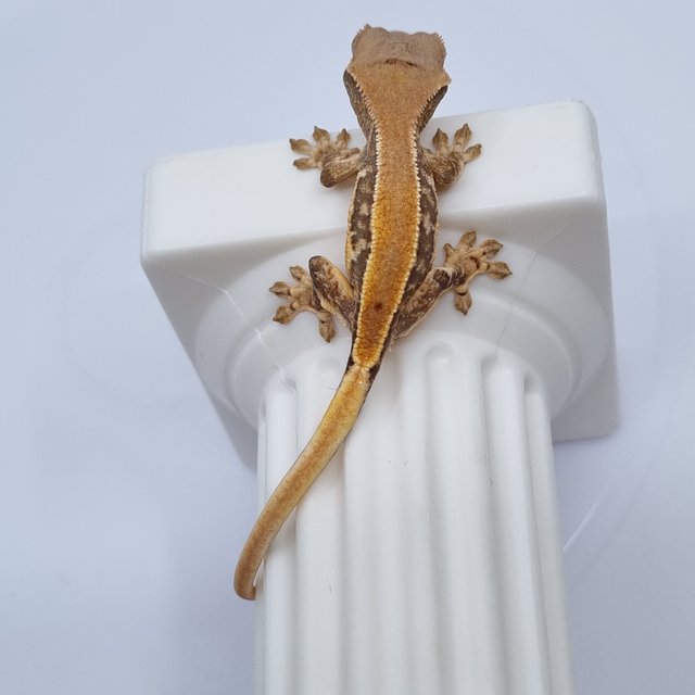 100%헷초초 릴리화이트