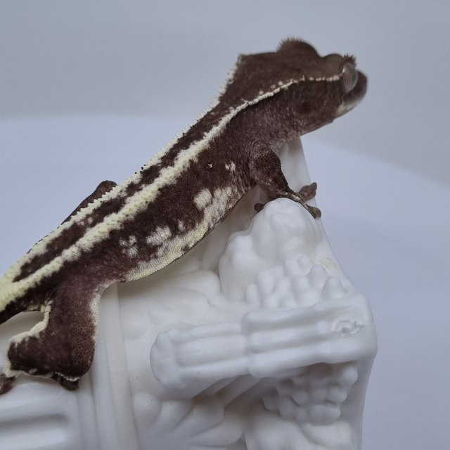 릴잔틱 드리피 화이트핀 화이트포트홀