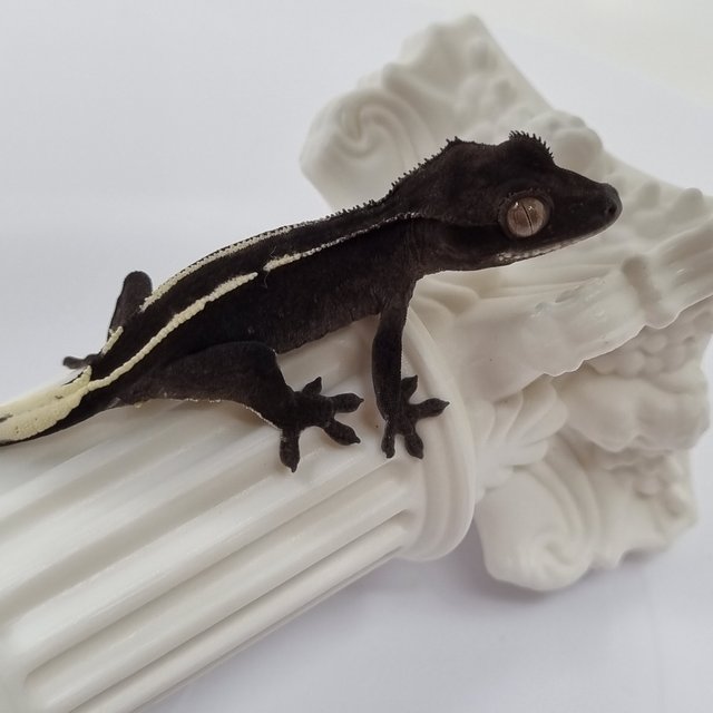 아잔틱 화이트핀