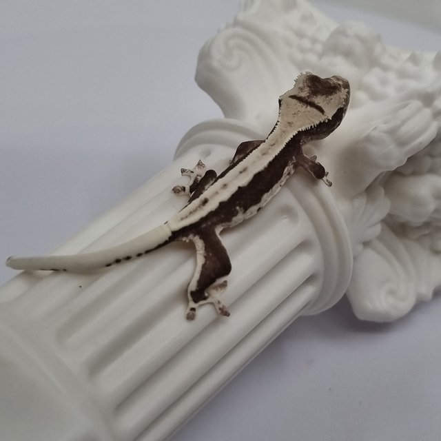 릴잔틱 솔리드백